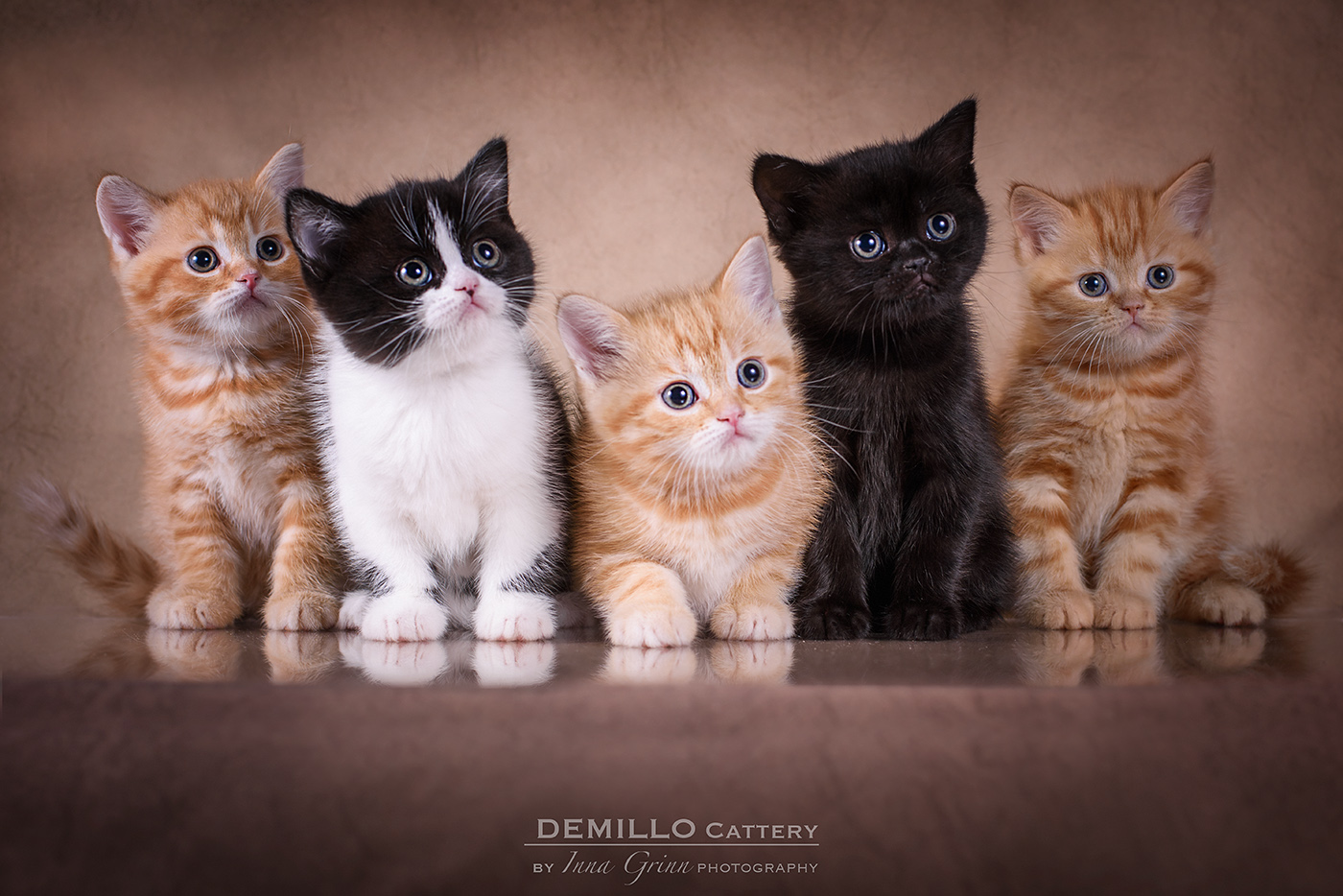 Demillo Cattery, 05.02.2021.