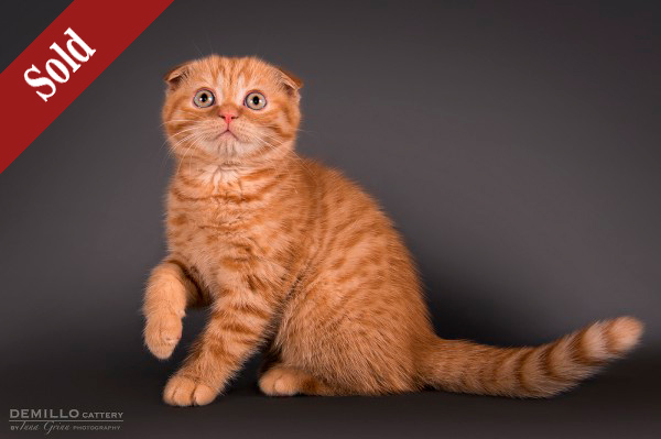 Aisha Demillo, female, 19.09.2018. SOLD!