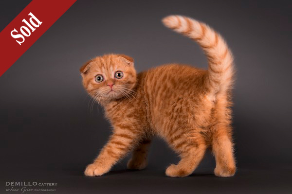 Aisha Demillo, female, 19.09.2018. SOLD!