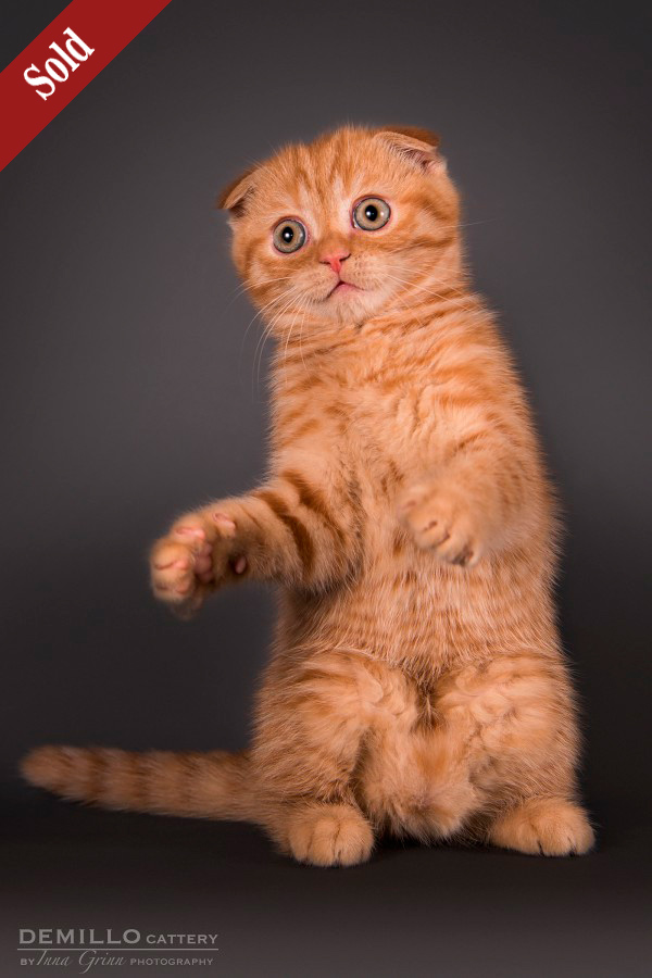 Aisha Demillo, female, 19.09.2018. SOLD!