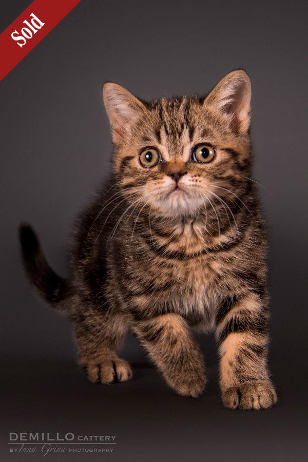 Alpachino Demillo, male, 19.09.2018.