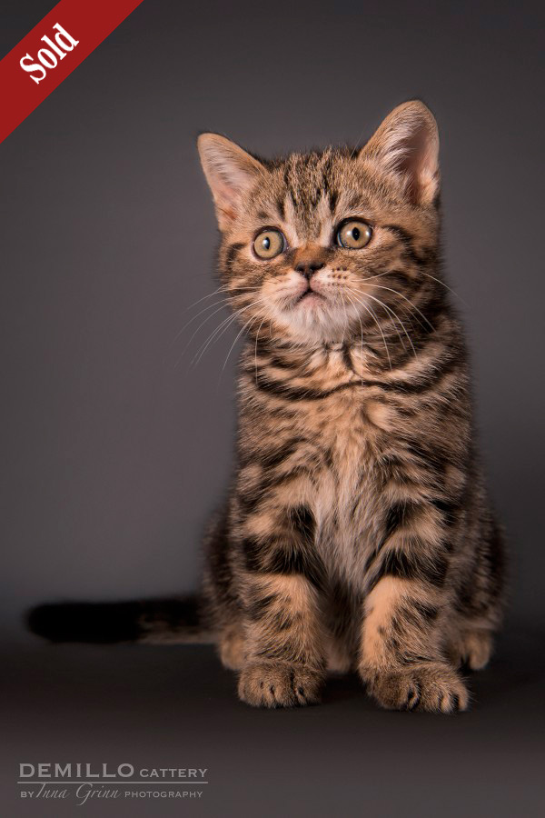 Alpachino Demillo, male, 19.09.2018.