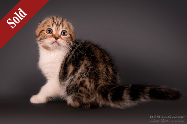 Amigo Demillo, male, 19.09.2018.