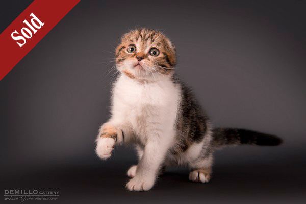 Amigo Demillo, male, 19.09.2018.