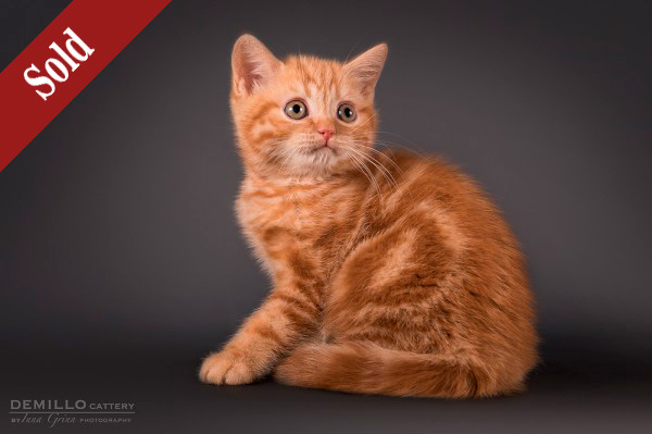 Asterix Demillo, male, 19.09.2018.