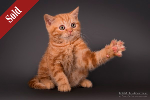 Asterix Demillo, male, 19.09.2018.