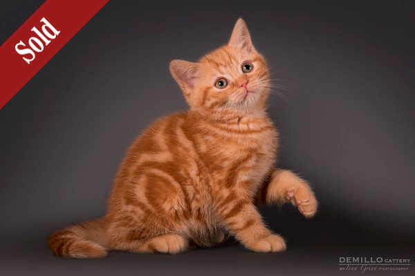 Asterix Demillo, male, 19.09.2018.