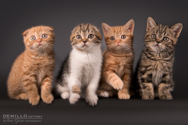 Kittens, 19.09.2018.