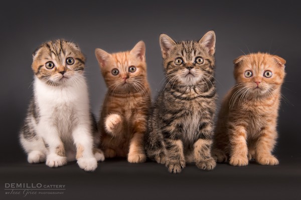 Kittens, 19.09.2018.