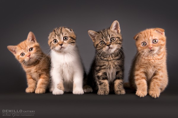 Kittens, 19.09.2018.