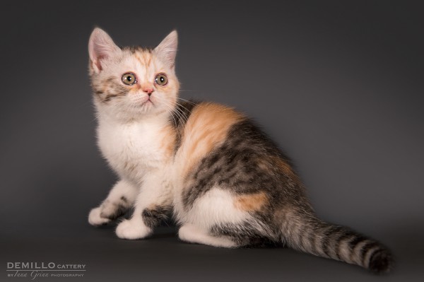 Aurora Demillo, female, 19.09.2018.