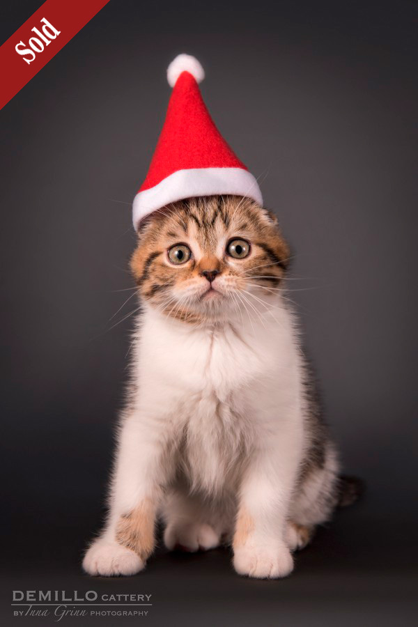 Amigo Demillo, male, 19.09.2018.