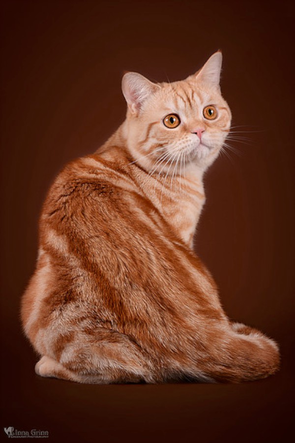 Father, Shafran Larocca