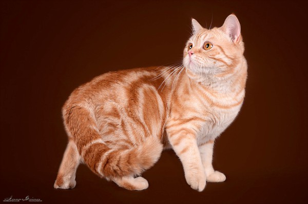 Father, Shafran Larocca